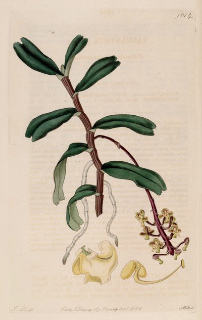 Illustration of Robiquetia succisa (as syn. Sarcanthus succisus) by John Lindley